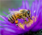 bees